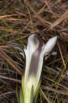 Wiregrass gentian